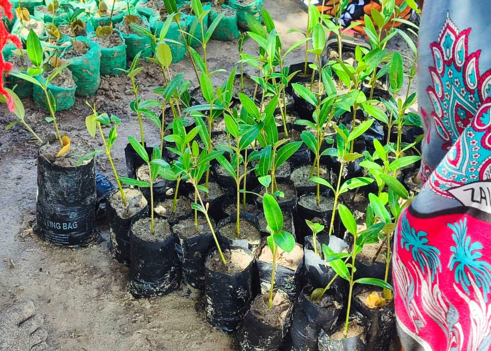 “When mangroves decline, local people lose more than trees”