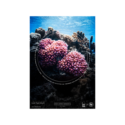 CORAL (POCILLOPORA VERRUCOSA)