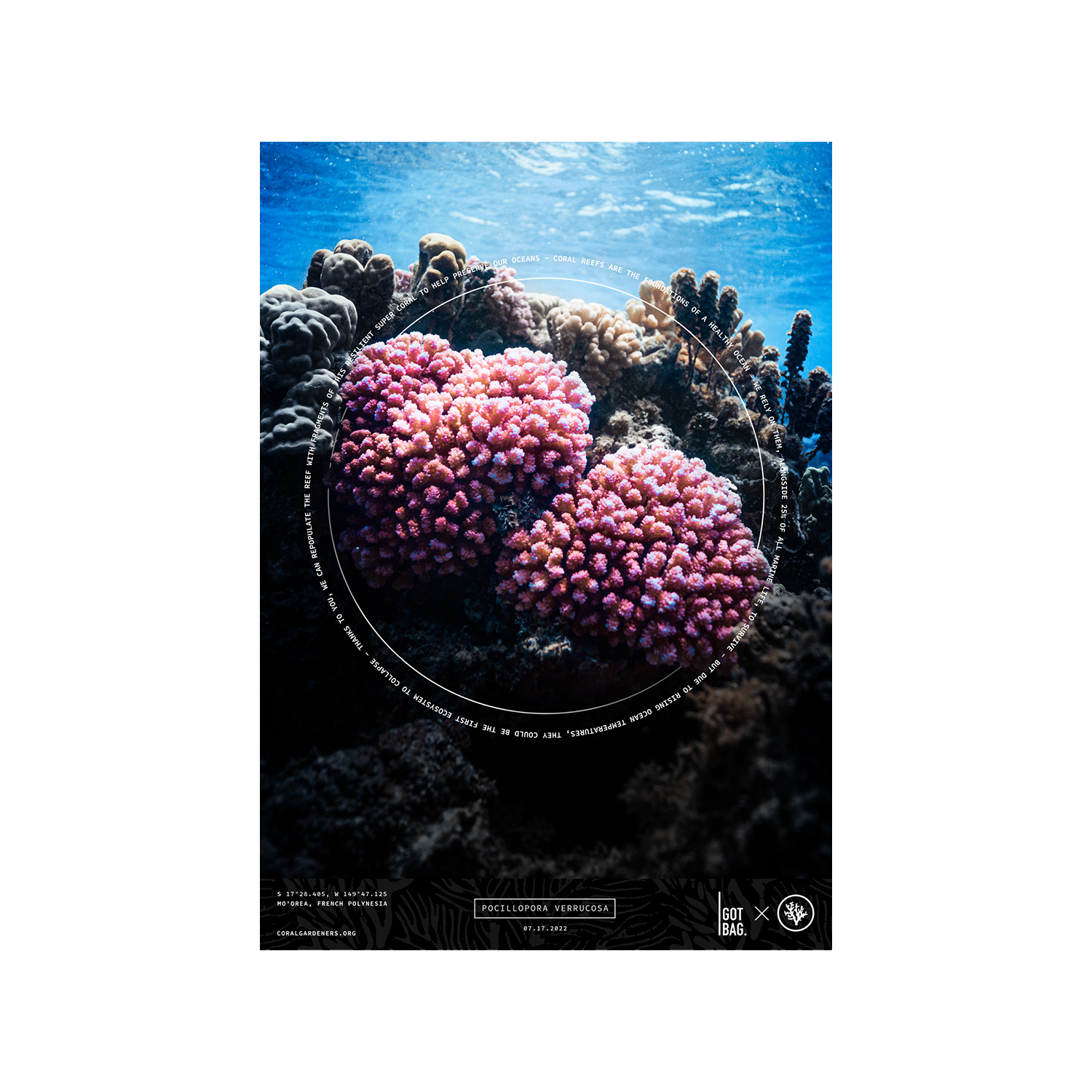 FREE CORAL (POCILLOPORA VERRUCOSA)