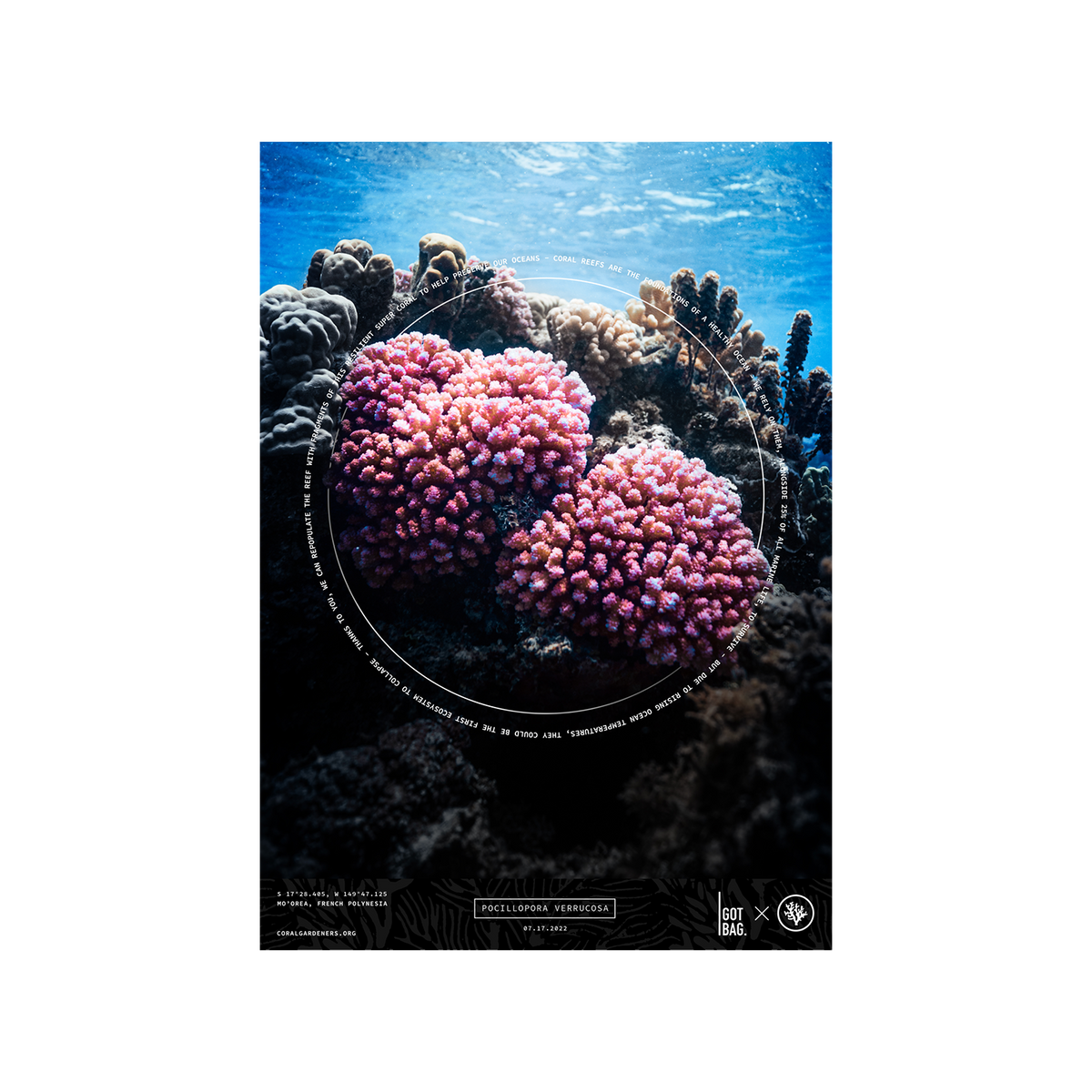CORAL (POCILLOPORA VERRUCOSA)